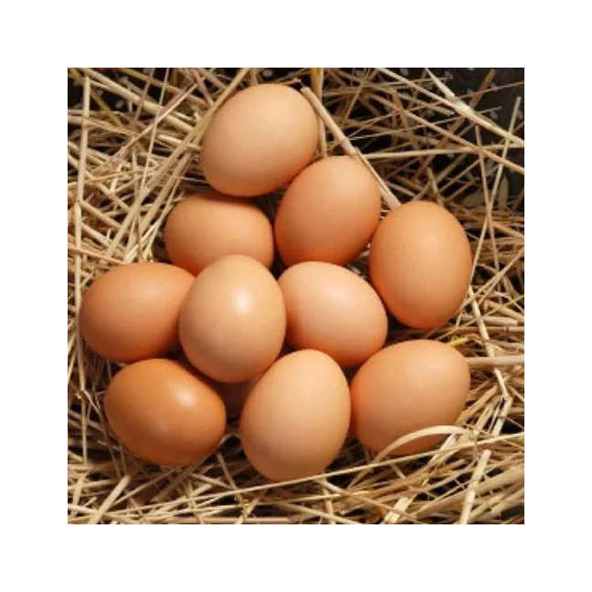 Fresh Table Eggs From Farm-Raised Chickens Protein Rich Chicken Table Eggs Direct White Supplier - Image 3