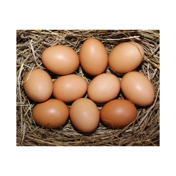 Fresh Table Eggs From Farm-Raised Chickens Protein Rich Chicken Table Eggs Direct White Supplier - Image 2