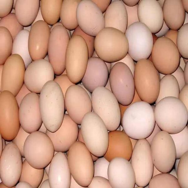 Fertilized Chicken Eggs/ Cobb 500 Broiler Chicken Eggs/Fresh Cobb 700 Fertile Eggs Fresh White and Brown Table Eggs. - Image 2