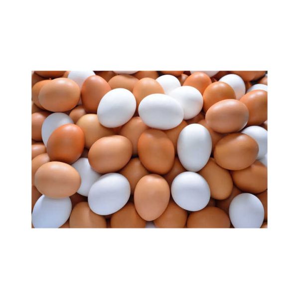 Best Quality Fresh Brown Table Chicken Eggs Cheap Fresh Chicken Table Eggs Fresh Chicken in bulk Brown Eggs from Brazil - Image 5
