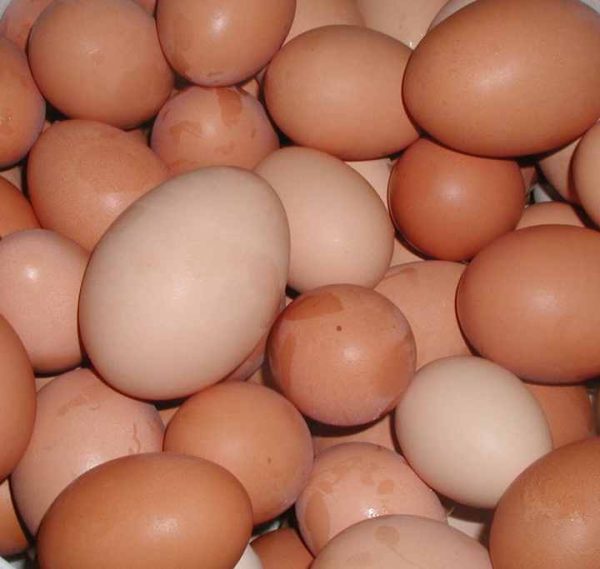 High Quality Fresh Brown Table Chicken Eggs Cheap Fresh Chicken in Bulk - Image 6