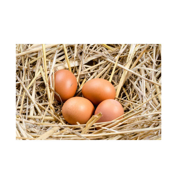 Best Quality Fresh Brown Table Chicken Eggs Cheap Fresh Chicken Table Eggs Fresh Chicken in bulk Brown Eggs from Brazil - Image 2
