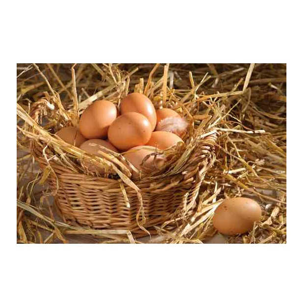 Fresh Table Eggs From Farm-Raised Chickens Protein Rich Chicken Table Eggs Direct White Supplier - Image 6
