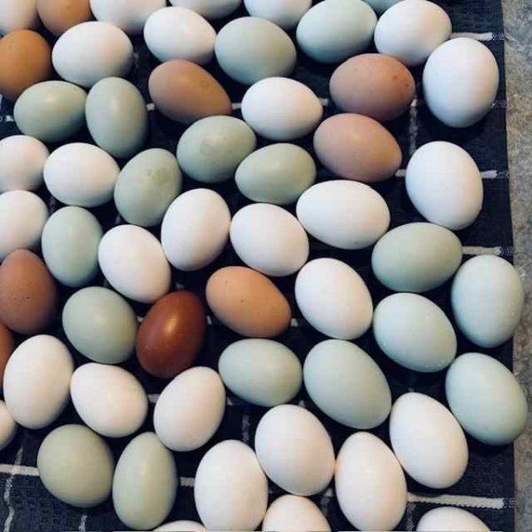 High Standard Best Quality Chicken Egg Fresh and Natural Egg Wholesale Price Animal Products Eggs - Image 6
