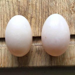 Whole Sale Organic Fresh Chicken Table Eggs From Reputed Supplier
