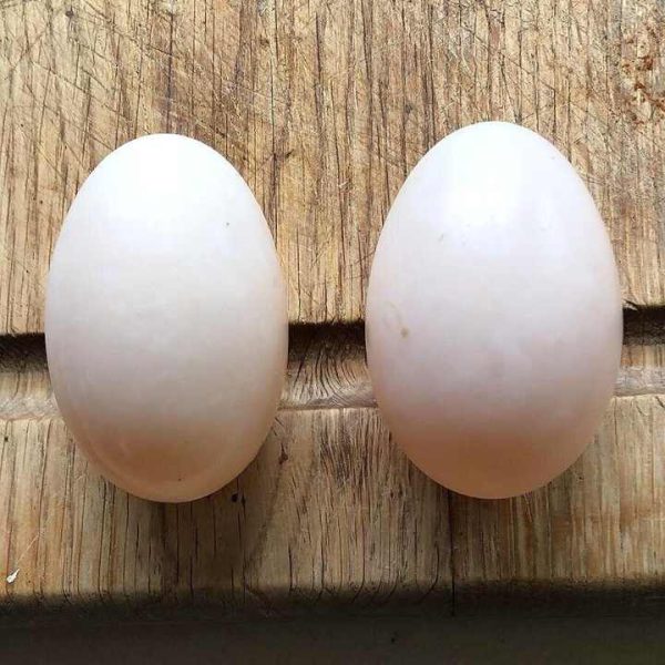 Whole Sale Organic Fresh Chicken Table Eggs From Reputed Supplier