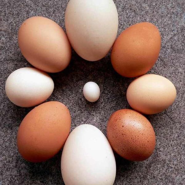 Whole Sale Organic Fresh Chicken Table Eggs From Reputed Supplier - Image 2