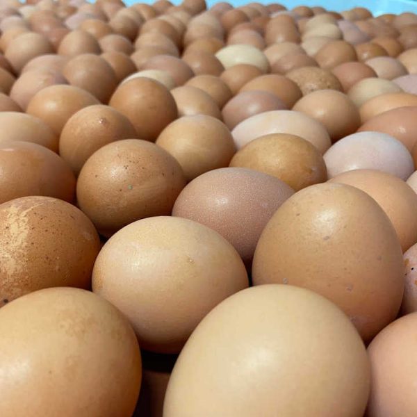 High Quality Fresh Brown Table Chicken Eggs Cheap Fresh Chicken in Bulk - Image 2
