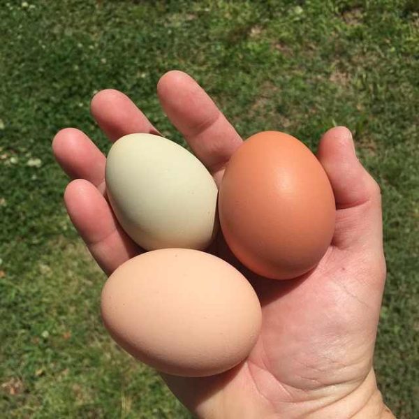 Fertilized Chicken Eggs/ Cobb 500 Broiler Chicken Eggs/Fresh Cobb 700 Fertile Eggs Fresh White and Brown Table Eggs. - Image 6