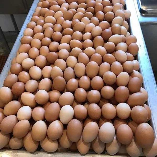 Fertilized Chicken Eggs/ Cobb 500 Broiler Chicken Eggs/Fresh Cobb 700 Fertile Eggs Fresh White and Brown Table Eggs. - Image 3