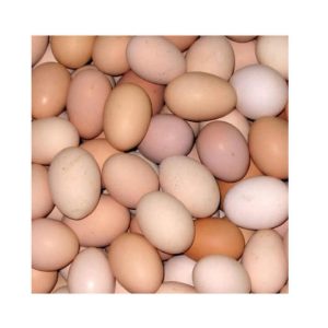 Best Quality Fresh Brown Table Chicken Eggs Cheap Fresh Chicken Table Eggs Fresh Chicken in bulk Brown Eggs from Brazil