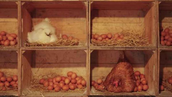 Fertilized Chicken Eggs/ Cobb 500 Broiler Chicken Eggs/Fresh Cobb 700 Fertile Eggs Fresh White and Brown Table Eggs. - Image 5
