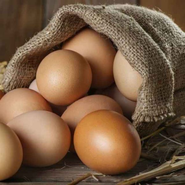 Fresh Chicken Eggs Fertilized With Cobb 500 Broiler White and Brown Table Eggs Preserved 700 Fertile Cobb 700 Chickens - Image 4