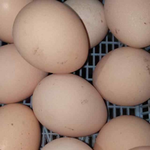 High Standard Best Quality Chicken Egg Fresh and Natural Egg Wholesale Price Animal Products Eggs - Image 4