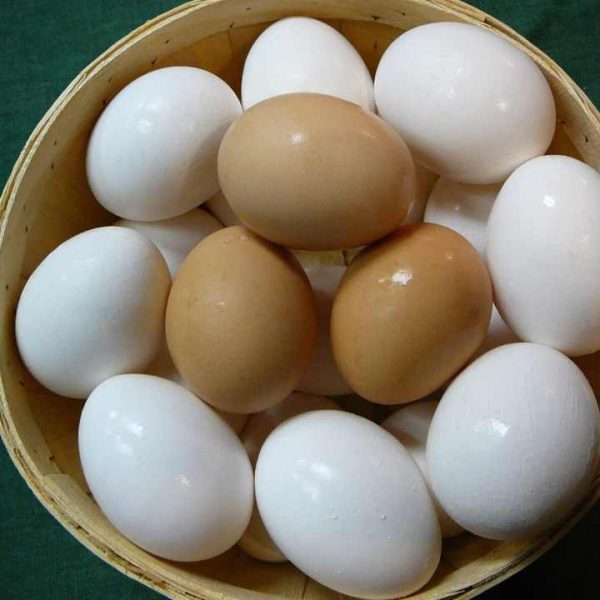 Whole Sale Organic Fresh Chicken Table Eggs From Reputed Supplier - Image 6