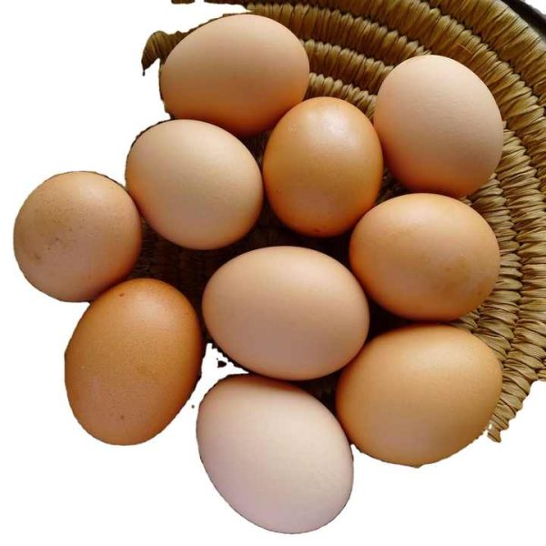 Whole Sale Organic Fresh Chicken Table Eggs From Reputed Supplier - Image 5