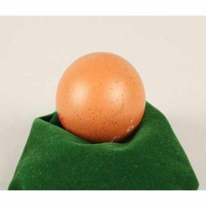Fresh Chicken Eggs Fertilized With Cobb 500 Broiler White and Brown Table Eggs Preserved 700 Fertile Cobb 700 Chickens
