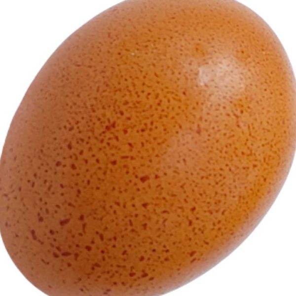 Quality Fertilized Fresh Brown Table Chicken Eggs Cheap Fresh Chicken Table Eggs Fresh Chicken in Bulk - Image 6