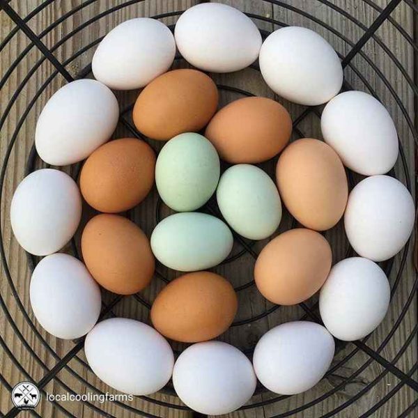High Standard Best Quality Chicken Egg Fresh and Natural Egg Wholesale Price Animal Products Eggs - Image 3