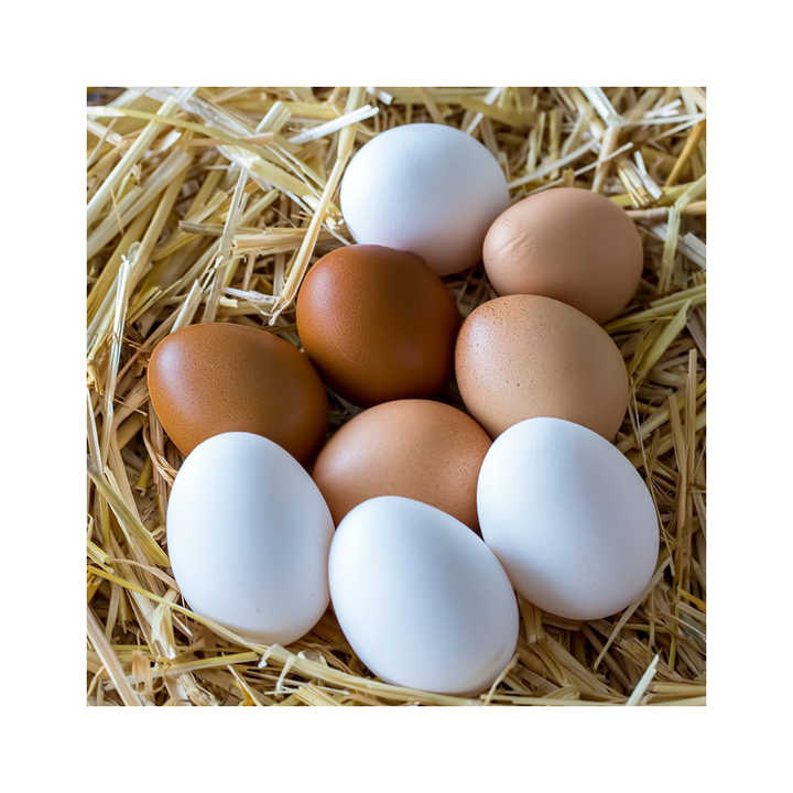 High Quality Halal Organic Poultry Chicken Brown and White Shell Table Eggs Farm Fresh Packed Eggs - Image 6
