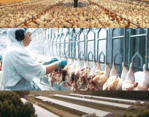 Brazilian Chicken Feets, Chicken Wings