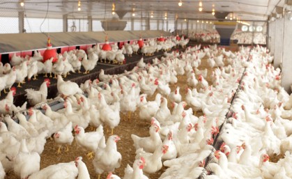 BELLO ALIMENTOS LTDA