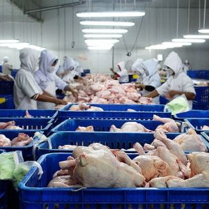 high-quality frozen chicken and chicken parts from Brazil to Russia, China
