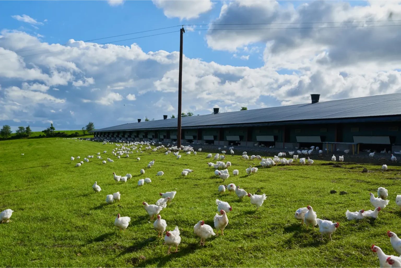 "PRODO Kaluga Poultry Factory"