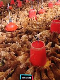 PLUSVAL AGROAVICOLA LTDA